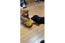 写真_2