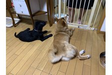 写真_3
