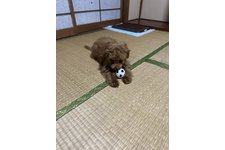 写真_2
