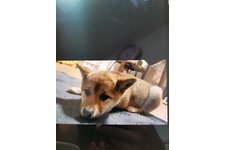 写真_1