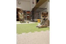 写真_2