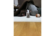 写真_1
