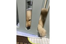 写真_2