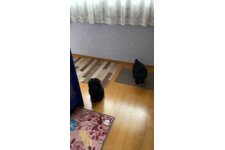 写真_2