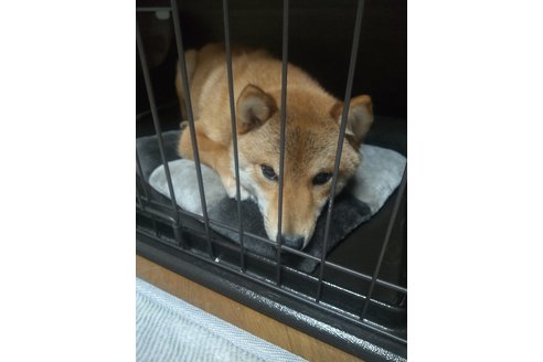 写真39590_1