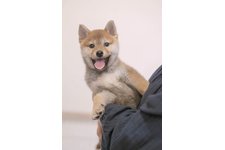 写真_1