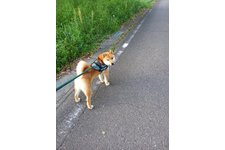 写真_1