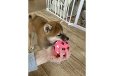 写真_2