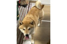 写真_1