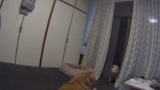写真_4