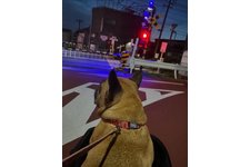 写真_1
