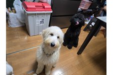 写真_1