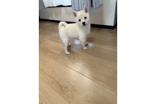 写真_2