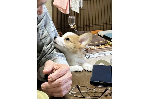 写真43818_1