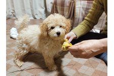 写真43867_1