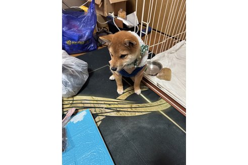 写真44118_3
