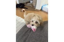 写真_2