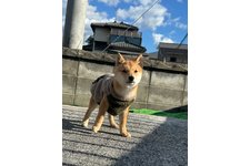 写真44432_1
