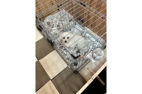 写真44455_2
