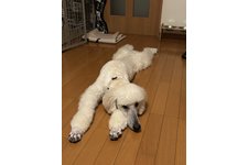 写真_1