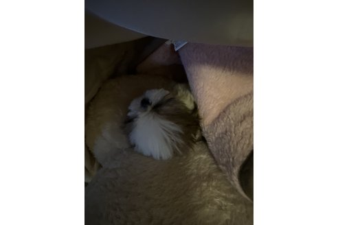 写真44960_1