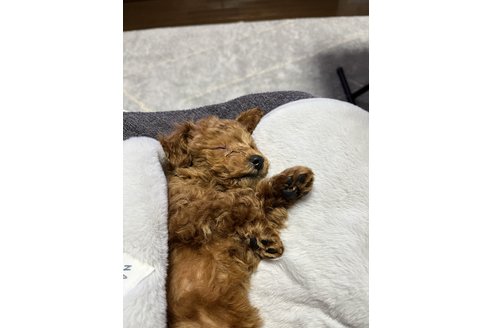 写真45454_1