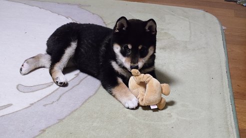 写真45565_3