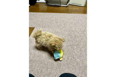写真45943_4