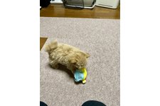 写真45943_4