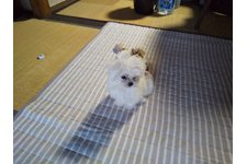 写真46491_1
