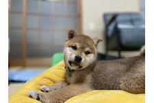 写真46683_1