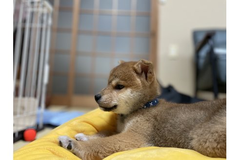 写真46683_2