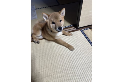 写真47150_2