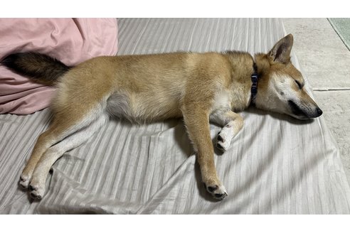 写真47592_1
