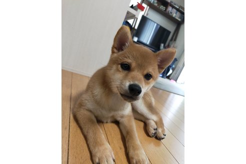 写真47948_2