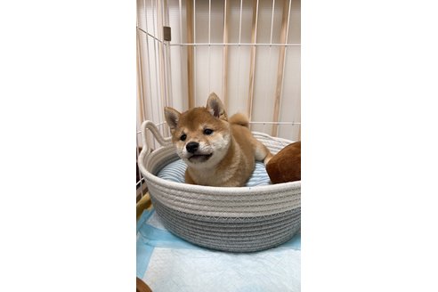 写真48277_1