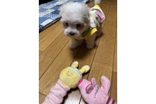 写真_2