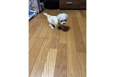 写真_4