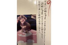 写真48430_2