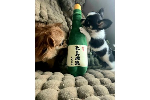 写真48702_1