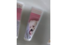 写真_1