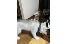 写真_1