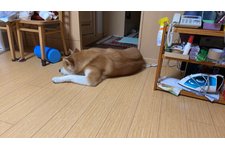 写真49071_1