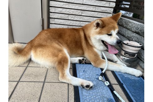 写真49071_3