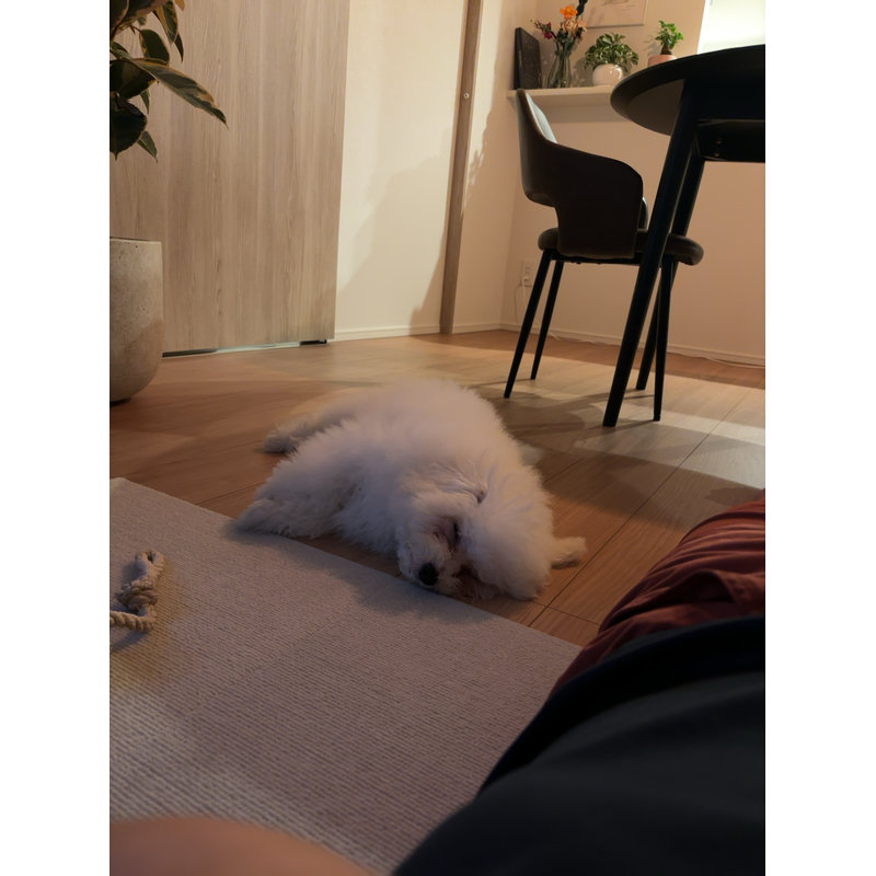 写真49308_3