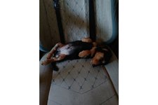 写真49380_2