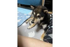 写真49385_4