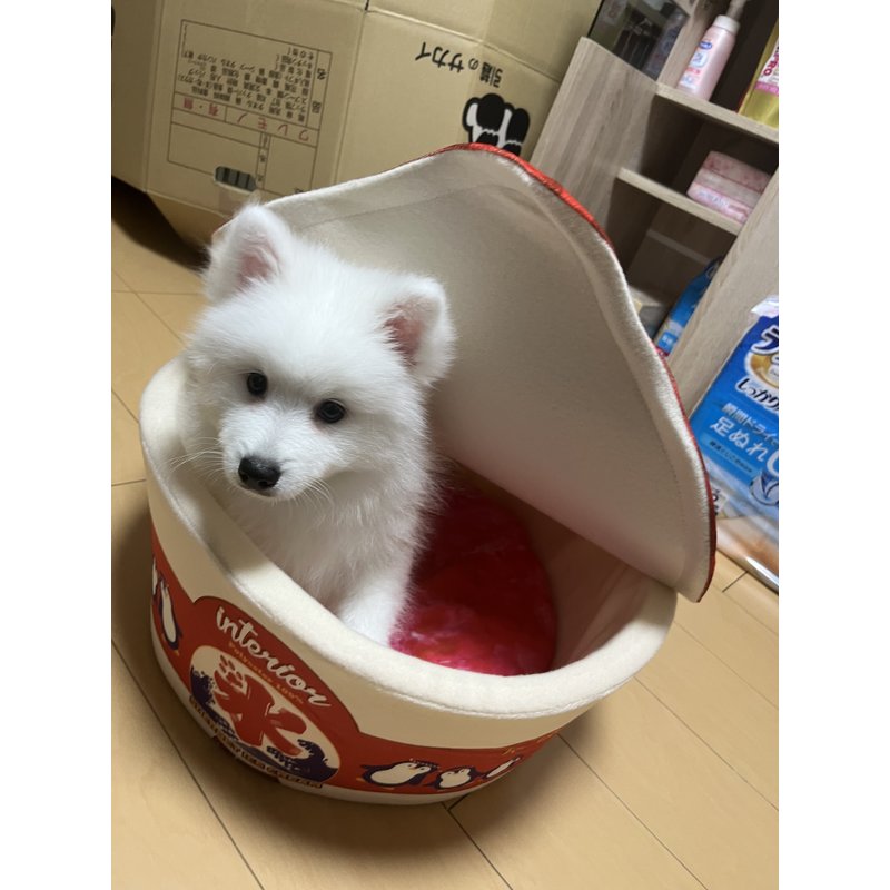 写真49737_4