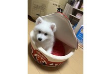 写真49737_4