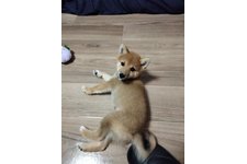 写真49776_1